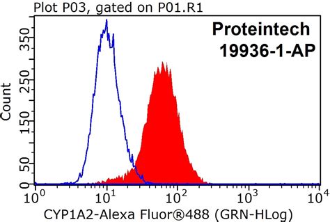 CYP1A2-Specific Antibody 19936-1-AP | Proteintech