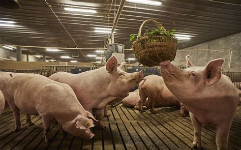 养猪产业模式介绍-广东温氏集团养猪产业案例ppt模板_卡卡办公