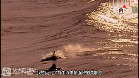 日本政府禁10名反捕杀海豚活跃人士入境 阻到太地町示威 - 神秘的地球 科学|自然|地理|探索