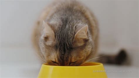 小猫和一碗猫粮高清图片下载-正版图片502656441-摄图网