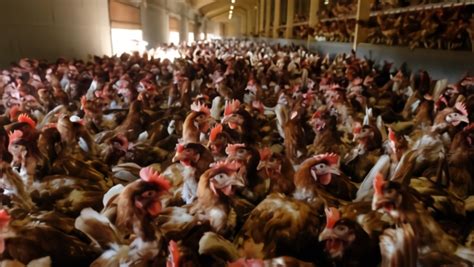 欧洲多国暴发禽流感，数十万禽鸟被扑杀_凤凰网视频_凤凰网