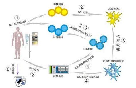 生物免疫治疗的原理？ - 华夏肿瘤康复网