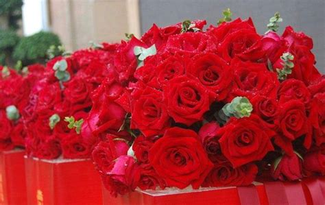 13朵玫瑰花的含义（用花语诠释爱情，传递浓浓情意）_花植网