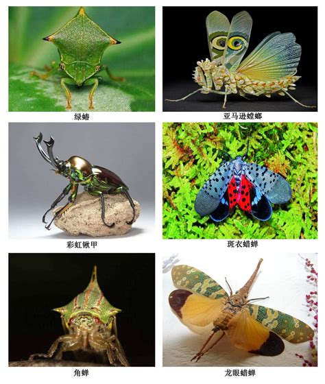 【2018年分省院科普征文大赛作品展示】昆虫的自我保护----中国科学院西安分院