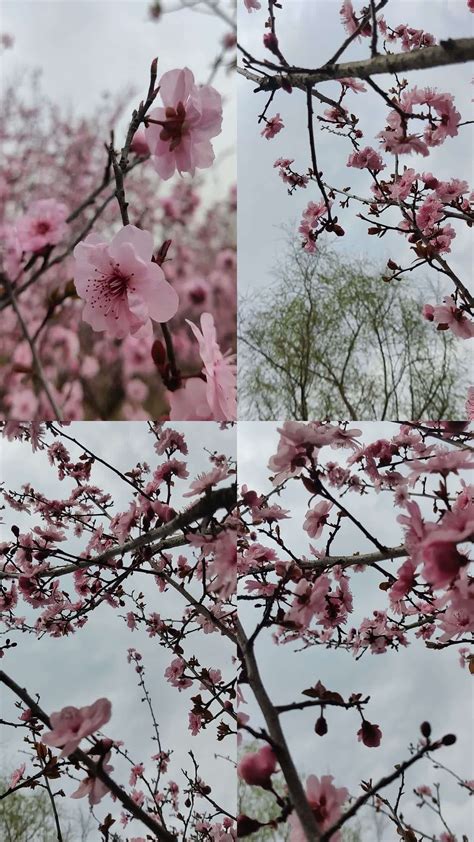 枝头上两朵桃花高清图片下载_红动中国
