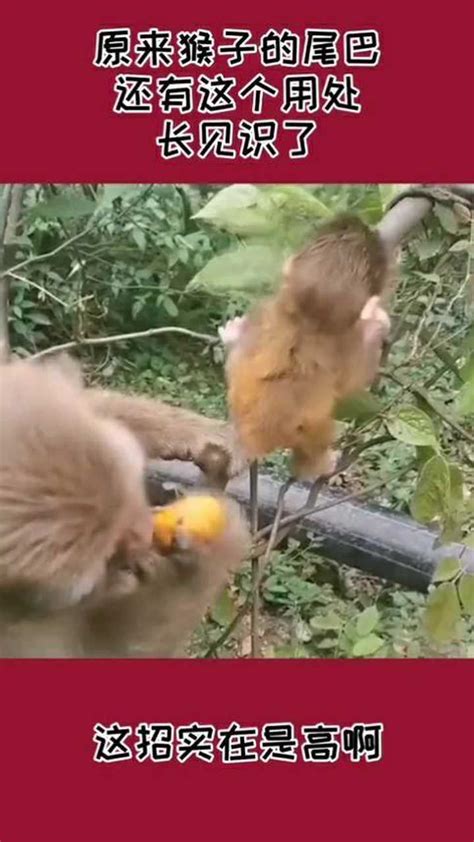猴子尾巴图片