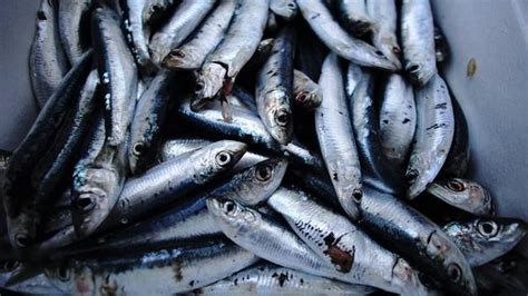 日本北海道海岸现大量沙丁鱼尸体，是否核污染水影响导致？