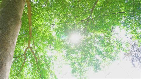 4k实拍初夏阳光树叶透光意境空镜头视频特效素材-千库网