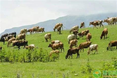 农场吃新鲜干草的白牛群农牧业和牲高清图片下载-正版图片505731929-摄图网