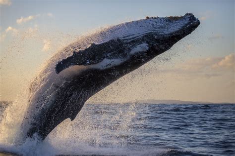座头鲸和蓝鲸哪个大-农百科