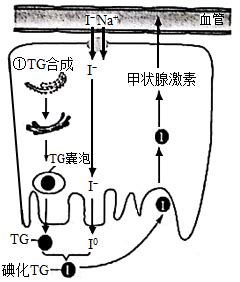 下图表示物质出入细胞的三种方式.请据图回答: A B C (1)甘油是通过图中的 图所表示的方式出入细胞. (2)A图和B图比较.B图所表示的 ...