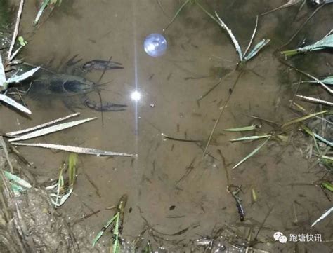 养殖户怎样预防和处理池塘水面出现的“泡泡”-中国鳗鱼网