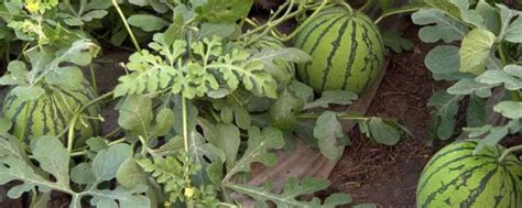 冬季西瓜种植育苗技术，尽量降低夜间温度 - 农敢网