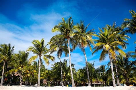夏天沙滩椰子树高清图片下载-正版图片501303211-摄图网
