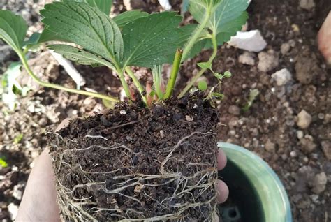 草莓秧的种植方法，草莓苗种植方法全过程