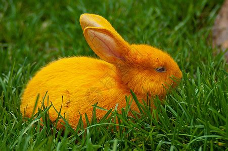 黄色毛的兔子图片-黄色毛的兔子图片素材大全-摄图网