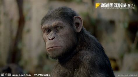 《猩球崛起4》新剧照公布 大猩猩好奇翻阅书籍_搞趣网