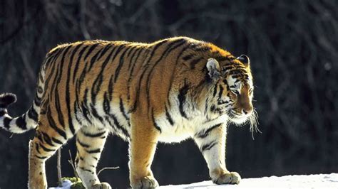 动物世界，老虎和狮子打架视频，真实的激烈搏斗！