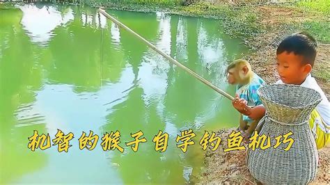 堪比人精的小猴子，会钓鱼会做饭，竟然还养了一只宠物猫！_腾讯视频