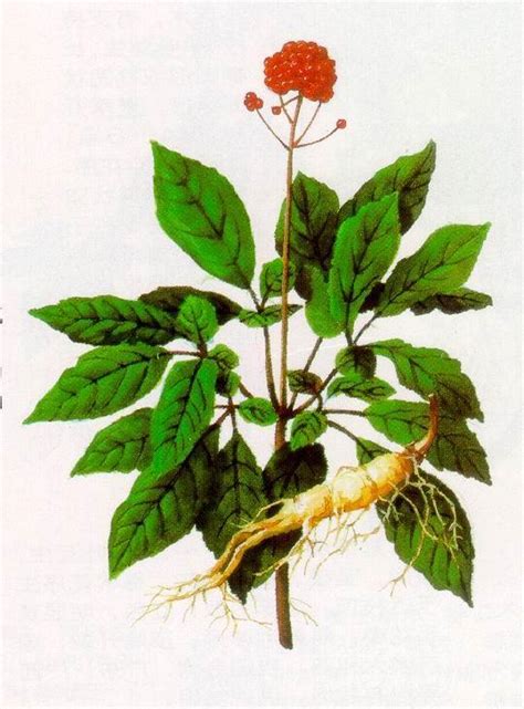 绛珠草图片