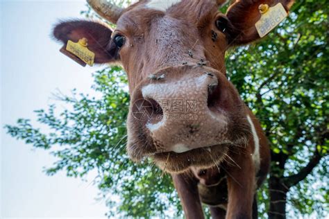 牧草上一头牛的肖像高清图片下载-正版图片506640191-摄图网