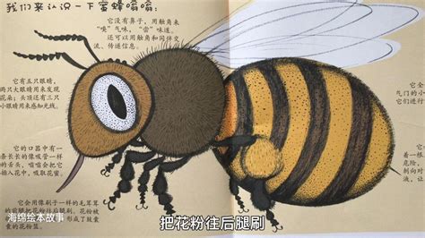 绘本故事《蜜蜂嗡嗡》（关于蜜蜂神奇的一生）_腾讯视频