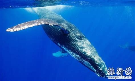 蓝鲸是世界上最大的动物24高清图片下载-正版图片503464450-摄图网