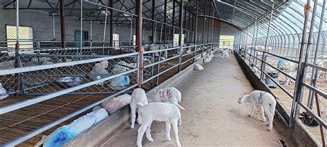 2019年中国生猪养殖行业运营现状分析、2019年上半年生猪养殖行业上市企业生猪出栏量及销量分析[图]_智研咨询