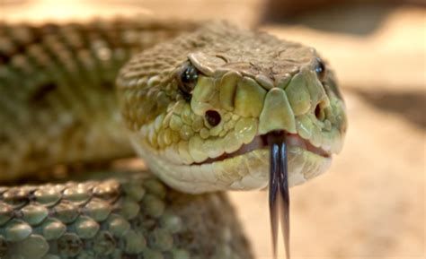 铅色水蛇特征介绍、铅色水蛇有毒吗？有什么价值？_水蛇_毒蛇网