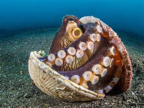 世界上最大的章鱼，北太平洋巨型章鱼(554斤/9.8米)_小狼观天下