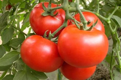 西红柿是什么时候传入中国的 - 天奇生活