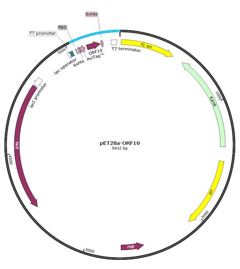 pPIC3.5毕赤酵母表达载体 HIS4 - 酵母相关 质粒 - 酵母 植物 昆虫 质粒 - 产品展示 - 上海海吉浩格生物科技有限公司