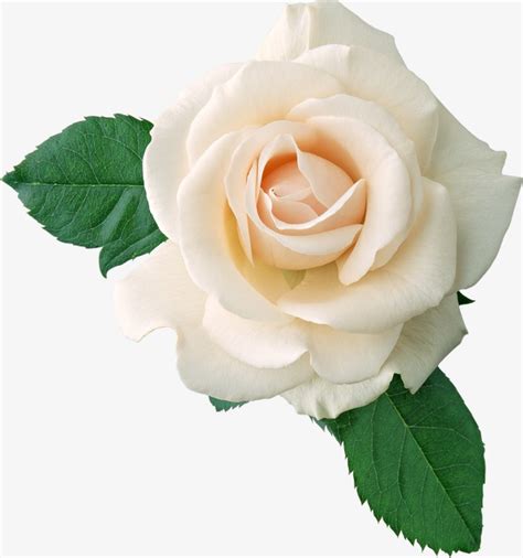 鲜艳白玫瑰素材图片免费下载_高清装饰图案png_千库网(图片编号703871)