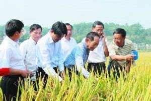 袁隆平团队成员回应转基因水稻研究 - 分析行业新闻