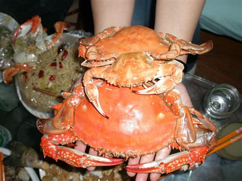最大大闸蟹有多大,最大的大闸蟹记录,中最大的螃蟹有_大山谷图库