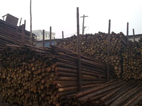 杨木、桉木、杉木和松木各有什么优缺点-中国木业网