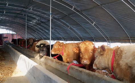 养牛大棚怎么搭建 - 生态养殖网