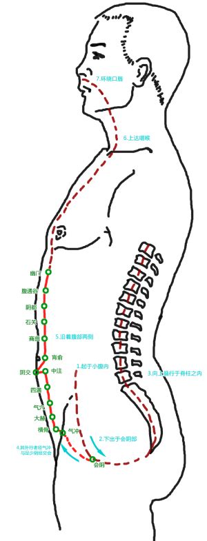 冲脉的准确位置图图片