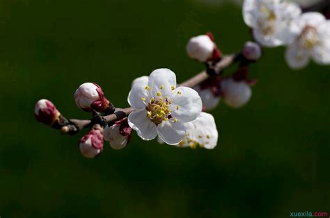 杏花花朵盛开的时候是什么颜色-绿宝园林网