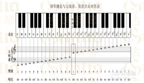 初学者钢琴怎么认音符,钢琴的26个音符,音符的基本知识入门_大山谷图库