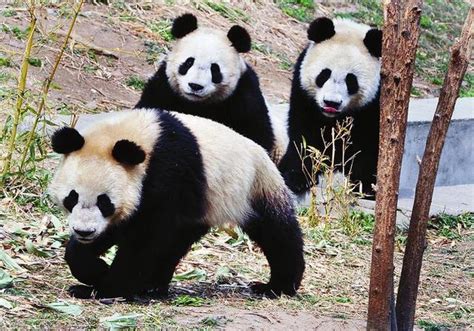 陕西大熊猫保护区达16个 种群密度居全球之首_大秦网_腾讯网