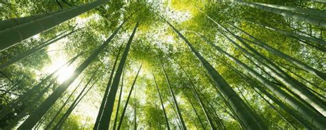 竹子简介与象征意义（竹子象征什么精神品质的人） – 碳资讯