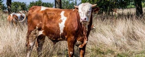 草饲牛和谷饲牛有什么不同，从饲养、营养与肉质上区分 - 农敢网