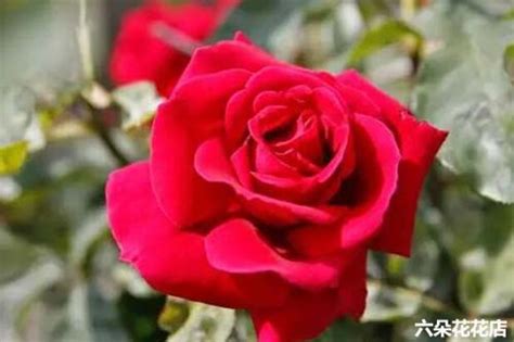 玫瑰数量的含义，玫瑰花朵数代表的含义，玫瑰花寓意和象征 - 海棠岛