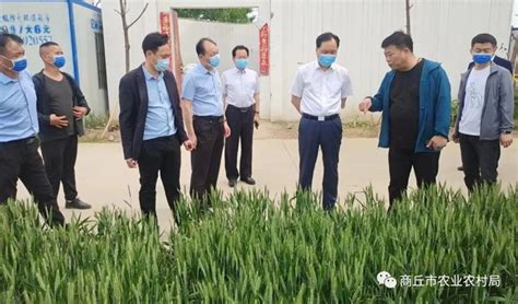商丘市示范区农业农村局积极开展小麦病虫害防控工作 - 河南省植保新技术推广网