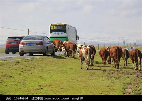 牛群过马路高清图片下载_红动中国