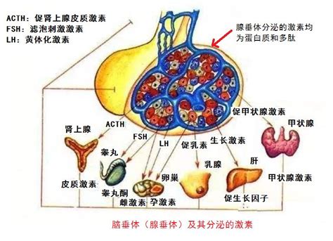 图6-1-4 甲状腺激素分泌的调节-基础医学-医学