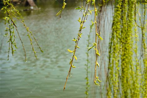 春天湖边发芽的柳树摄影图高清摄影大图-千库网