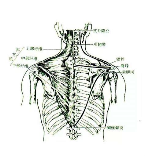 后背部位图解大全图片