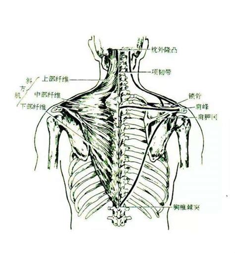 颈椎 - 搜狗百科